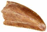 Serrated, Raptor Tooth - Real Dinosaur Tooth #269396-1